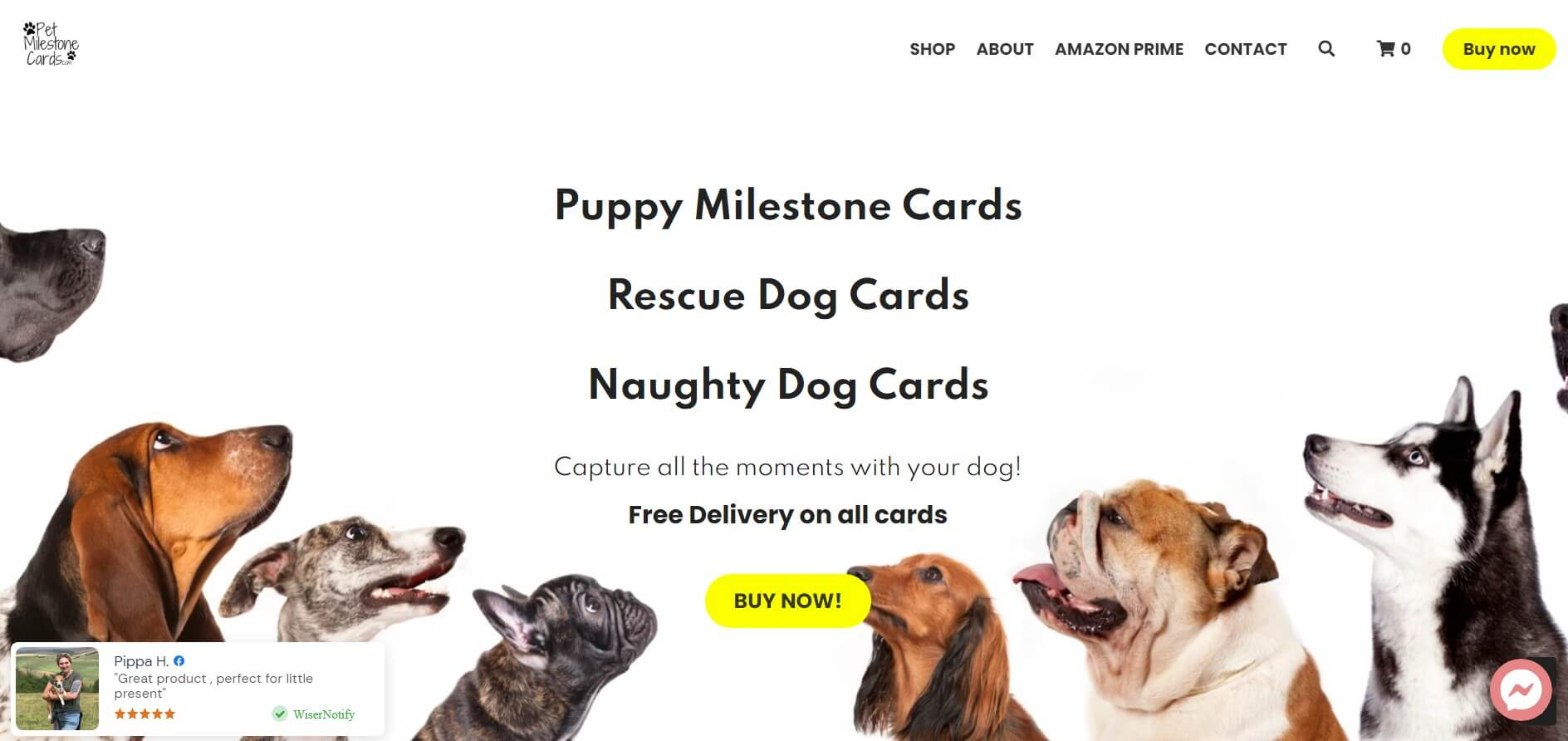 Strikingly Pet Website Strikingly Pet Website